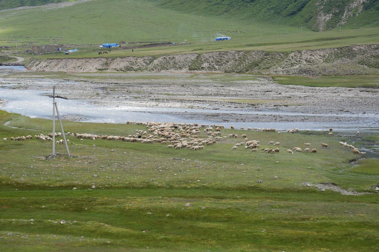 Flock of sheep by the river in Truso Valley