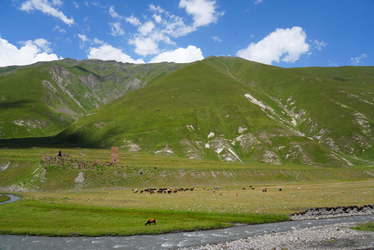 Cattle grazing by the river in Truso Valley