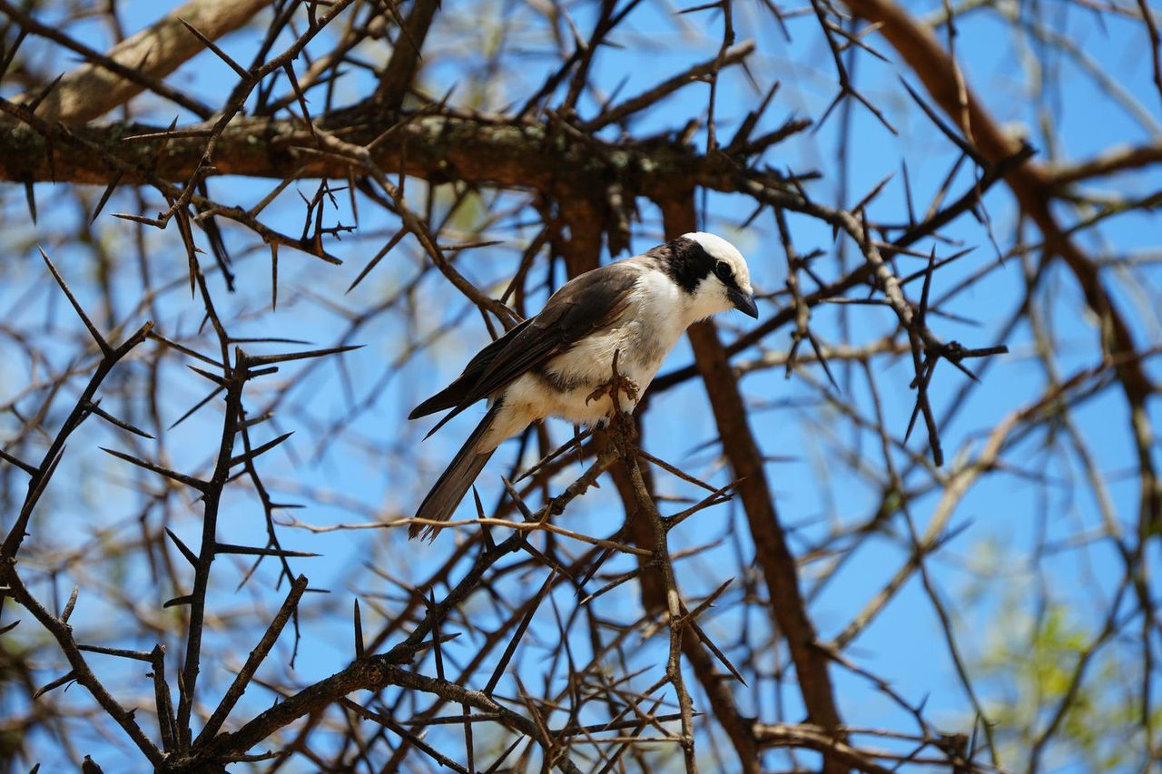 Northern White-Crowned Shrike