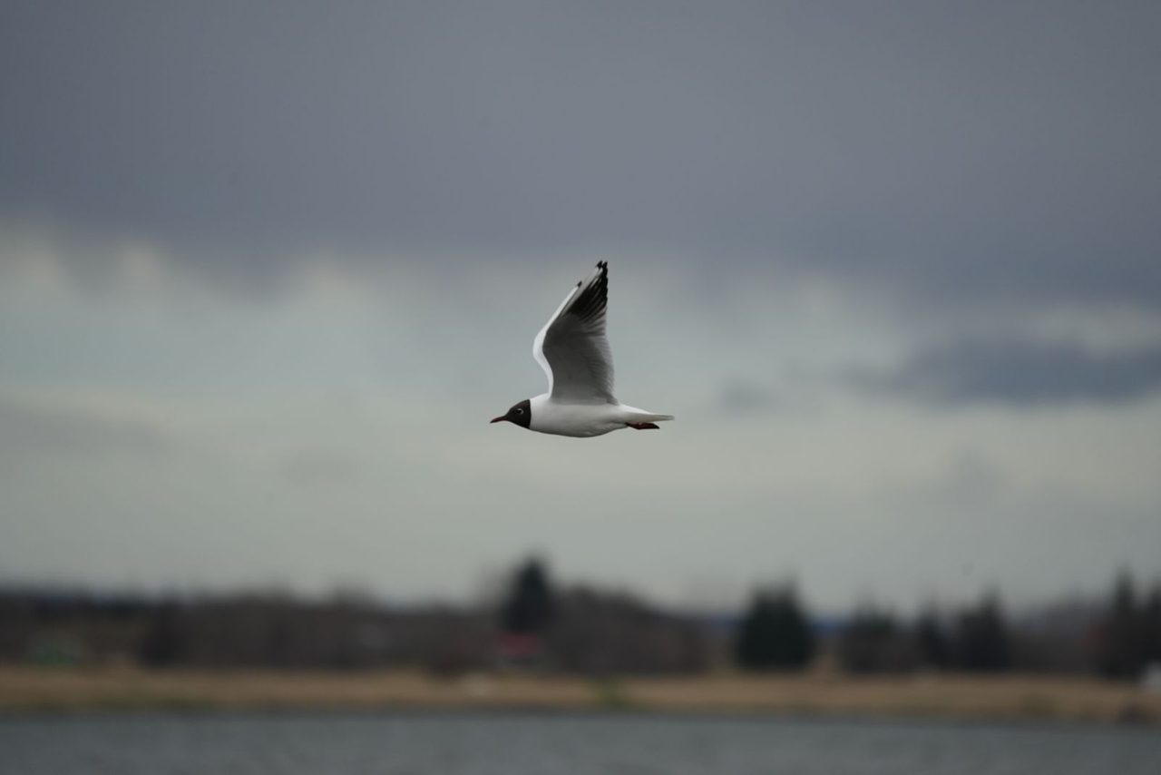 Black-Headed Gull