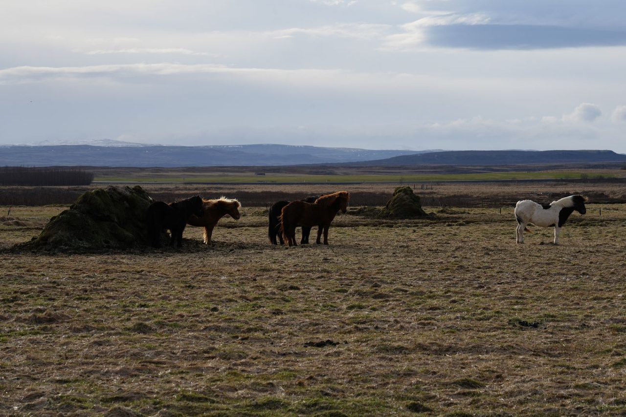Icelandic Horse