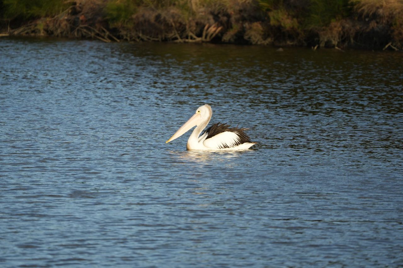 Australian Pelican