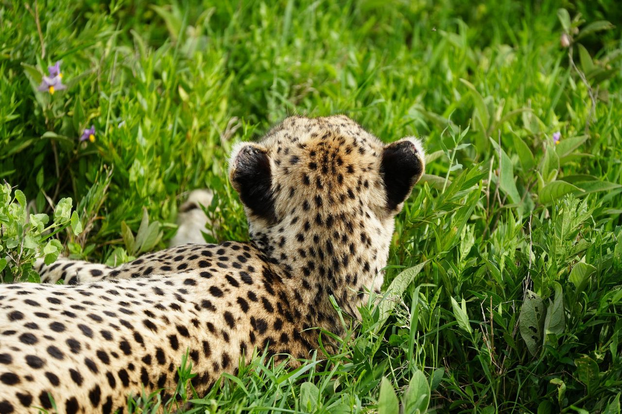 Cheetah