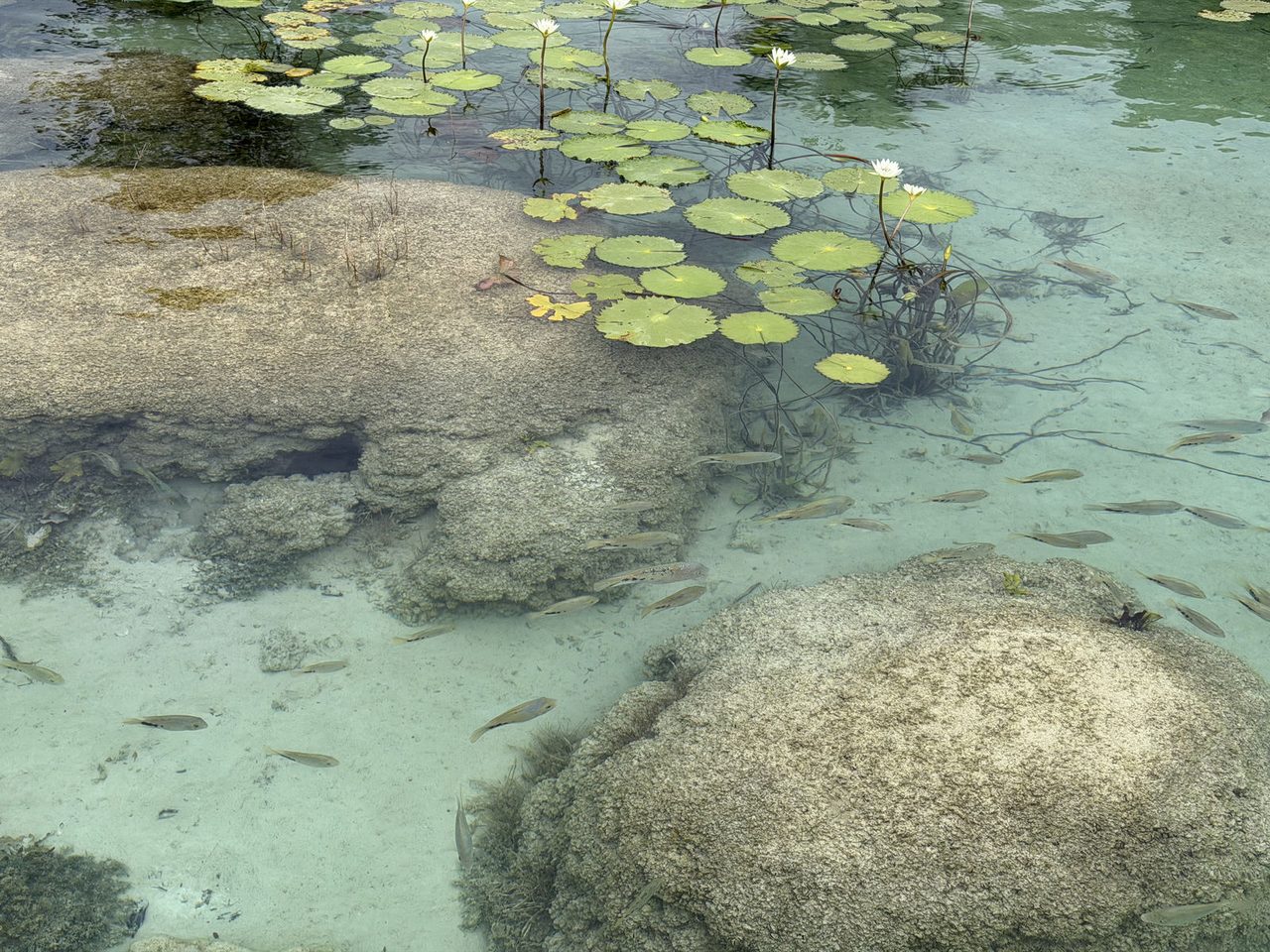 Stromatolites