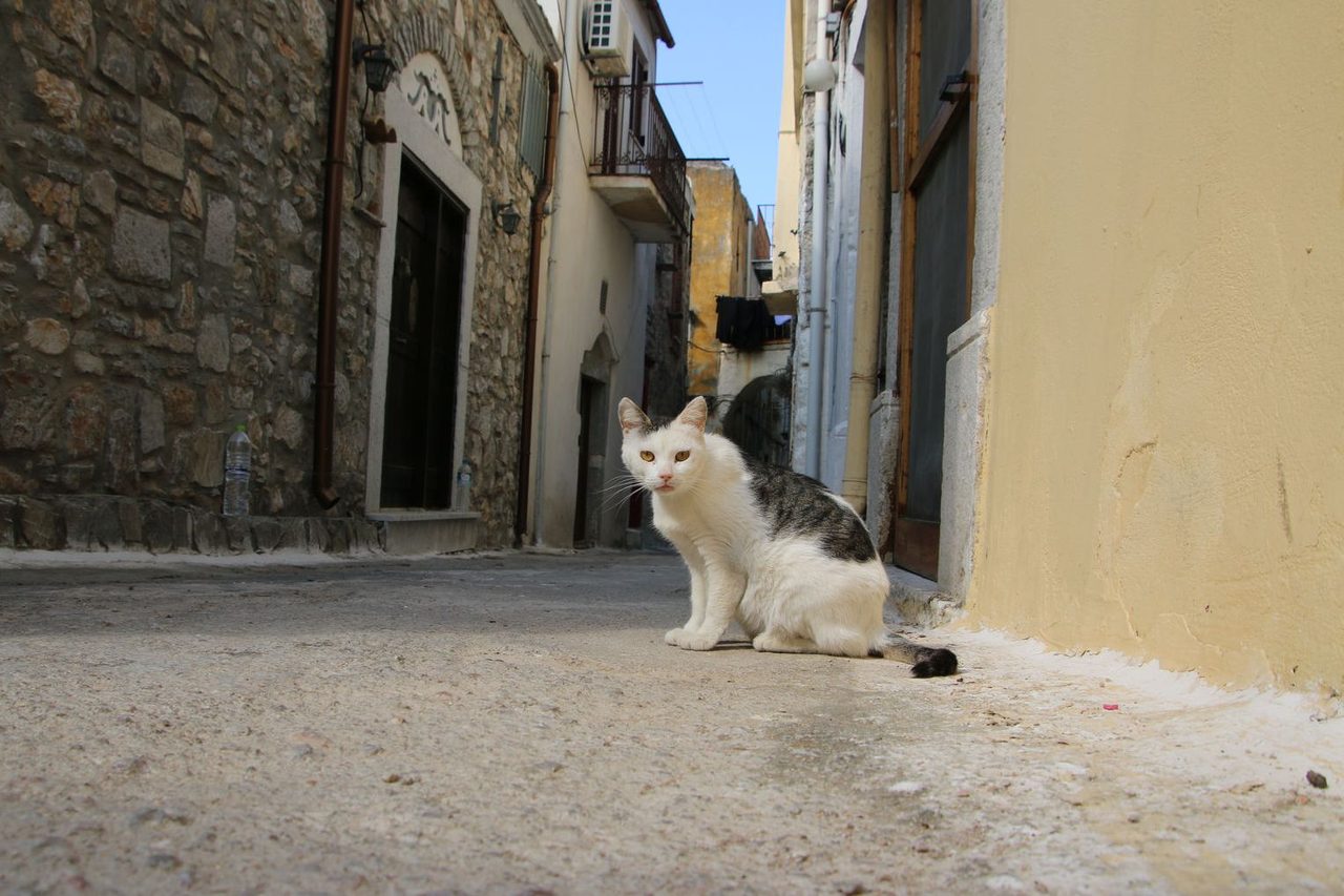 A local cat in Mesta Chios