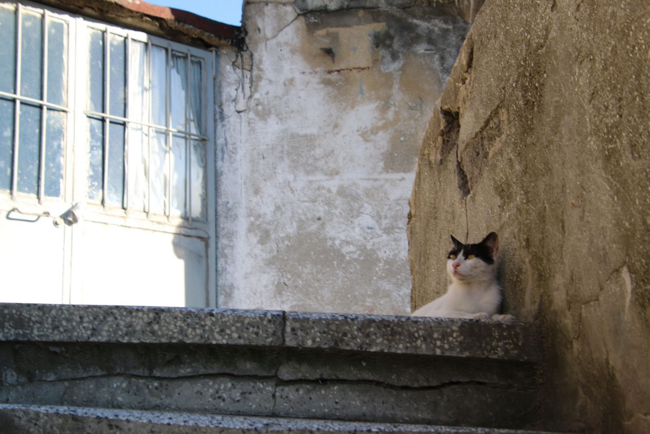 The Cat on the Stone Steps