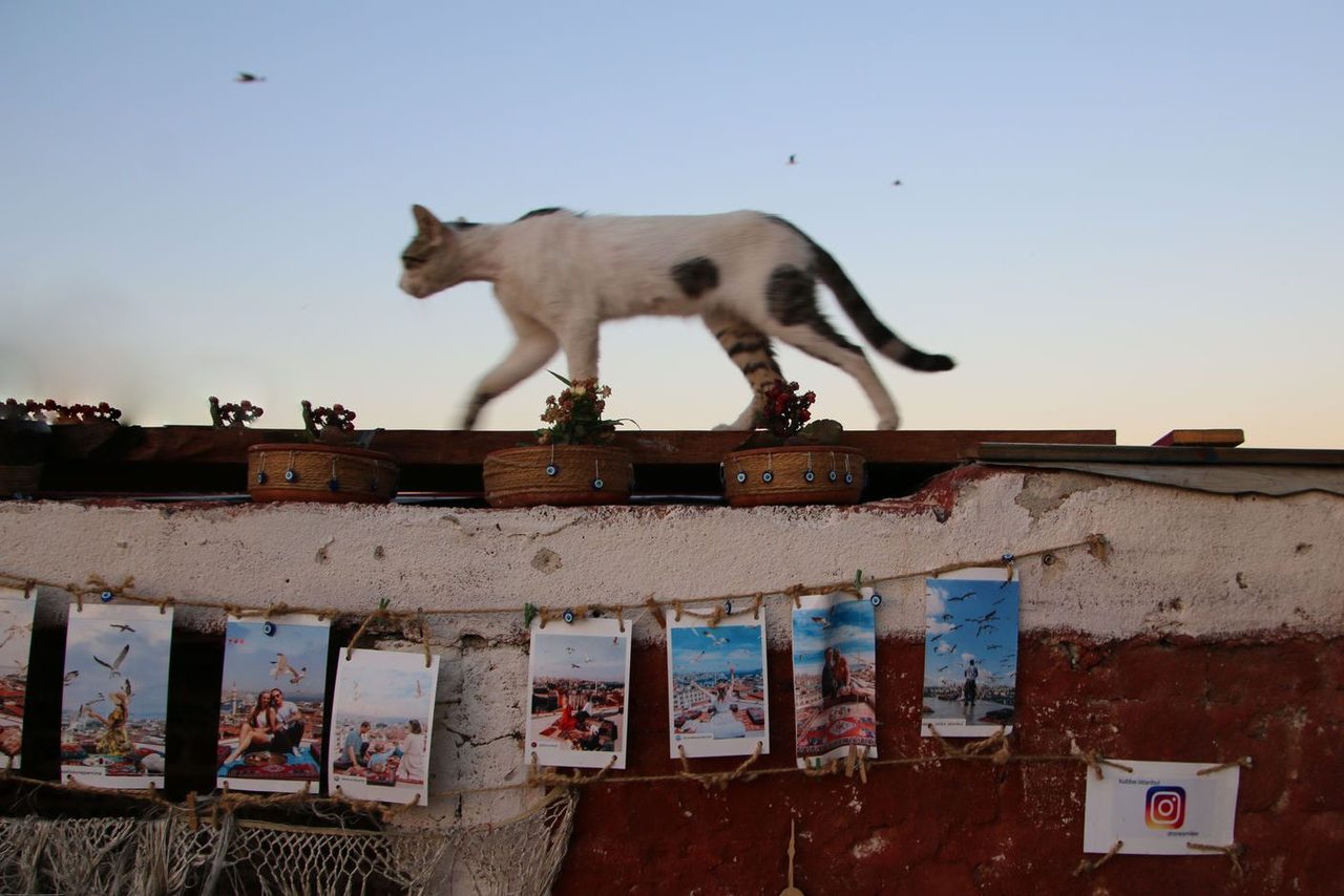 The Rooftop Walker