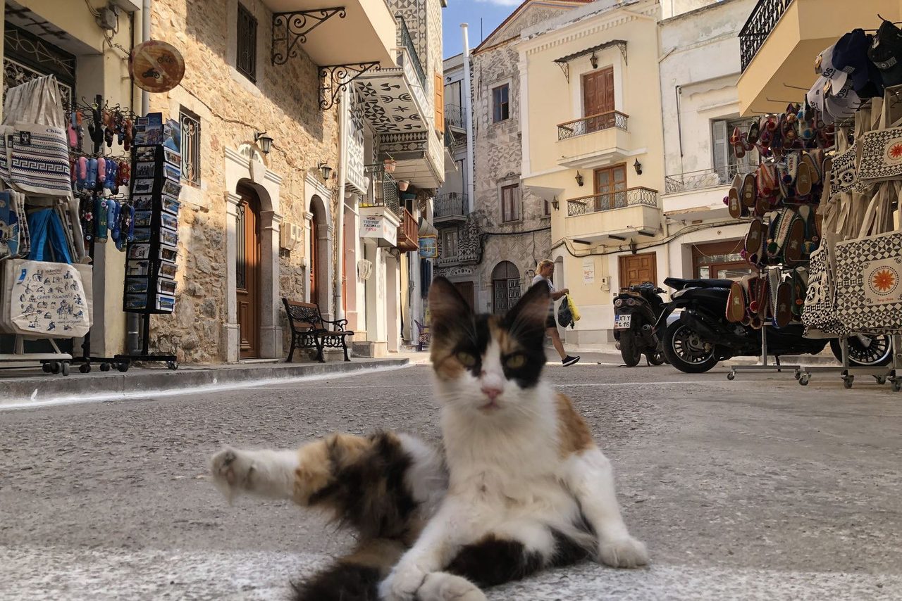 A cute local cat in Pyrgi Chios