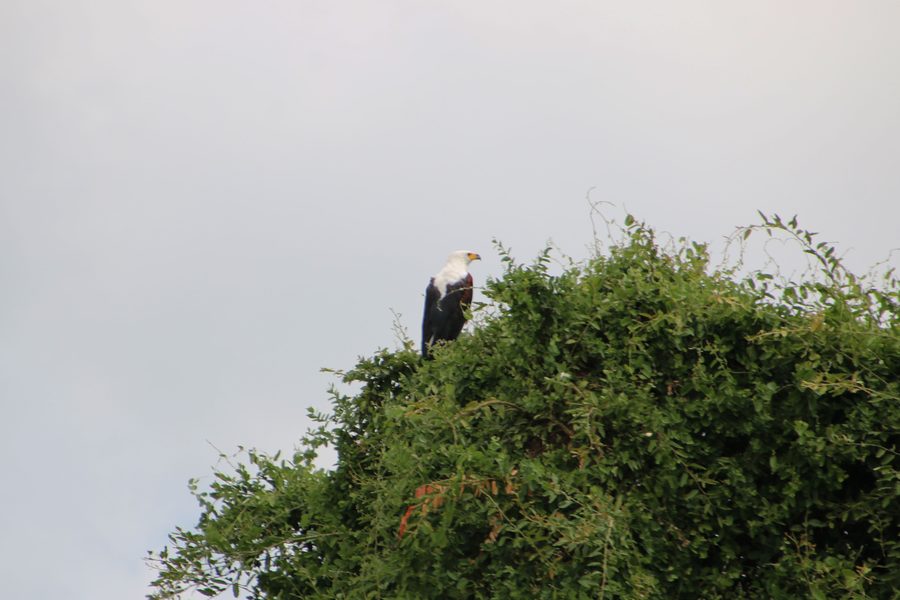 African fish eagle