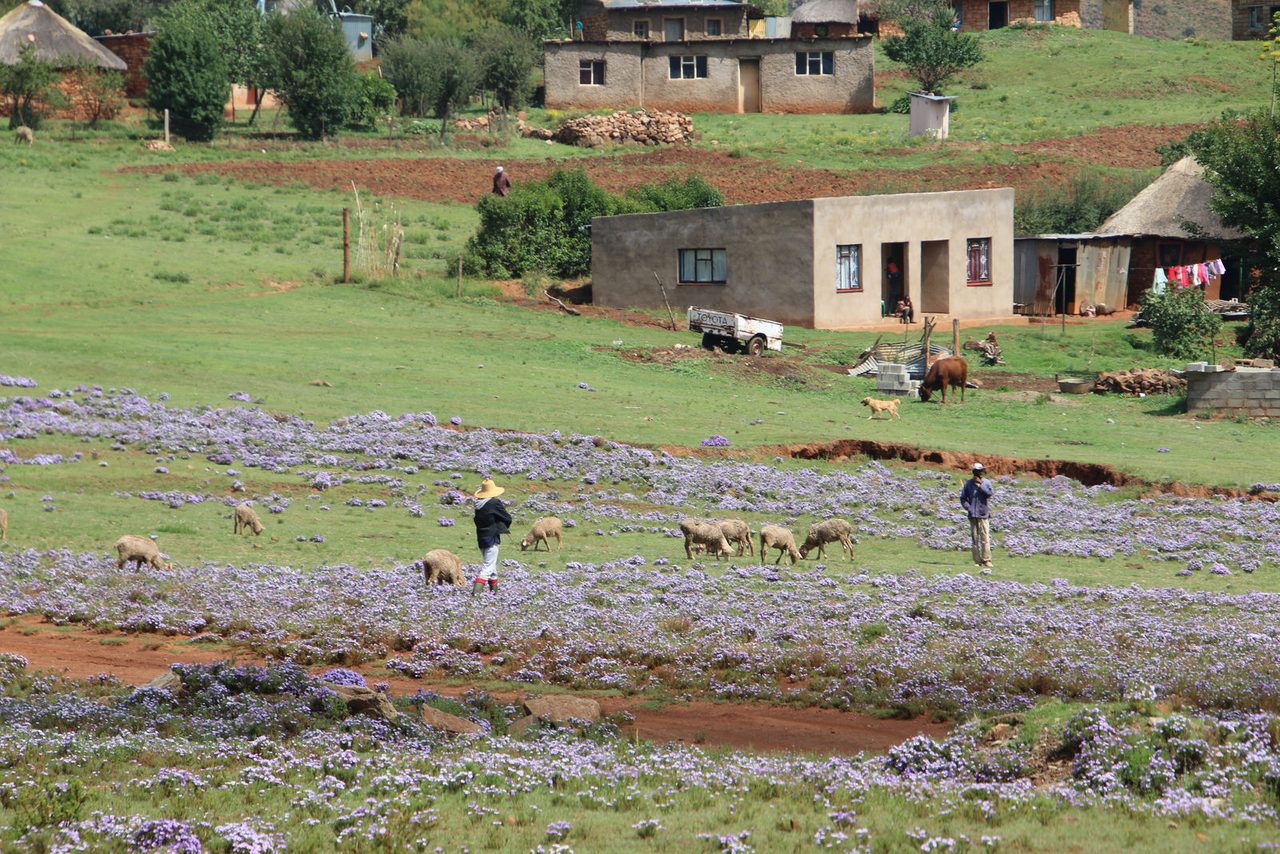 Malealea