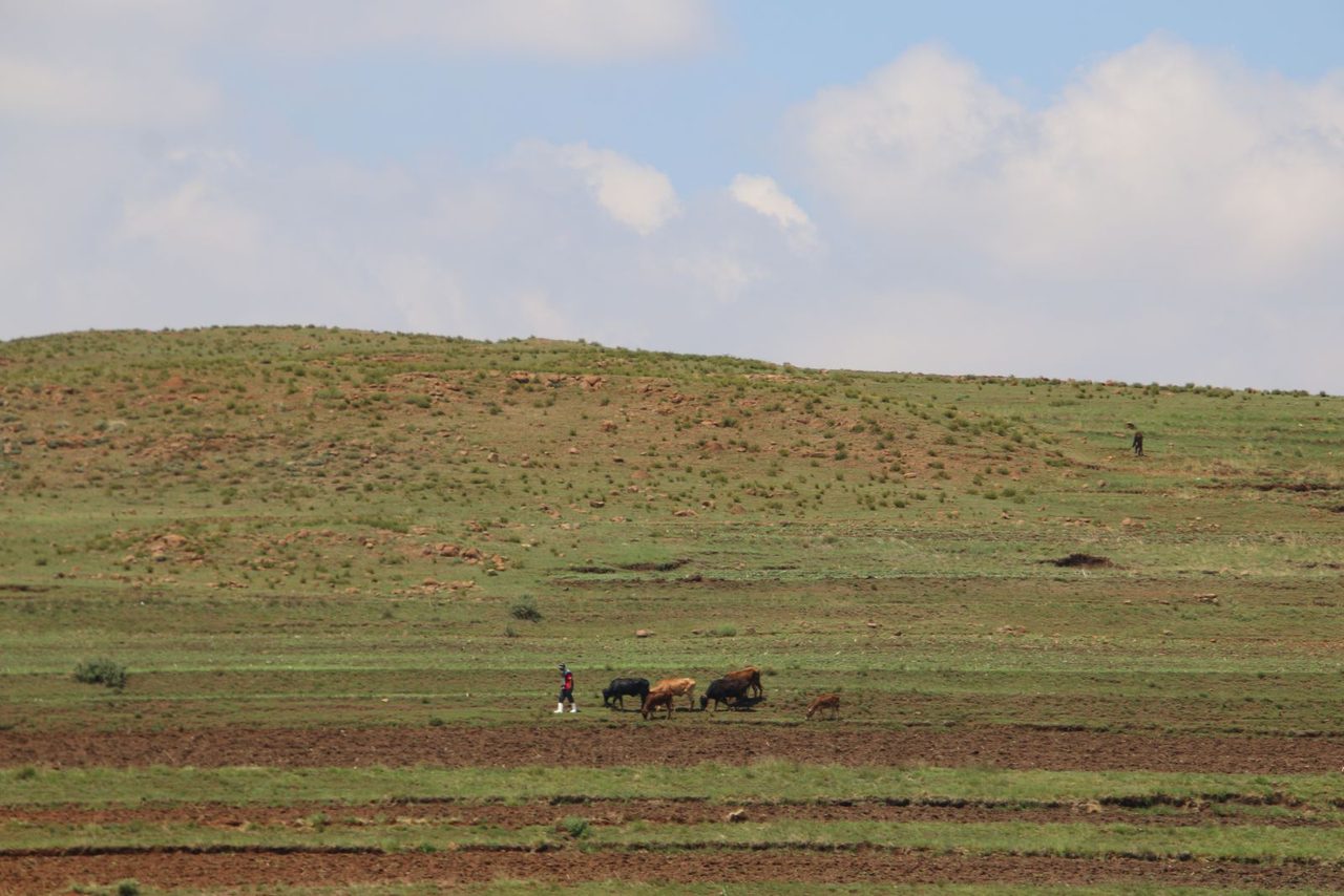 A Herder with Cattle in the Highlands