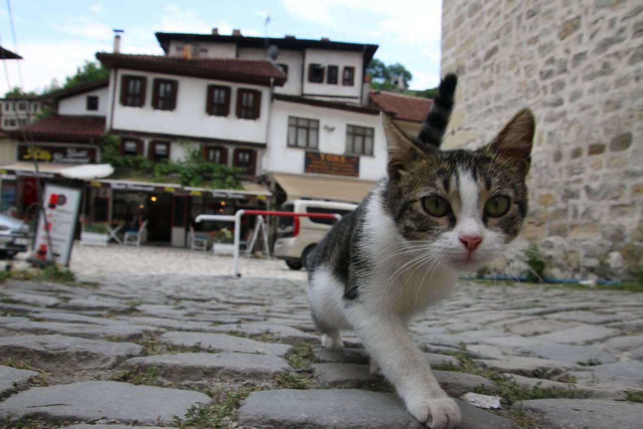 The Alley Cat on the Move