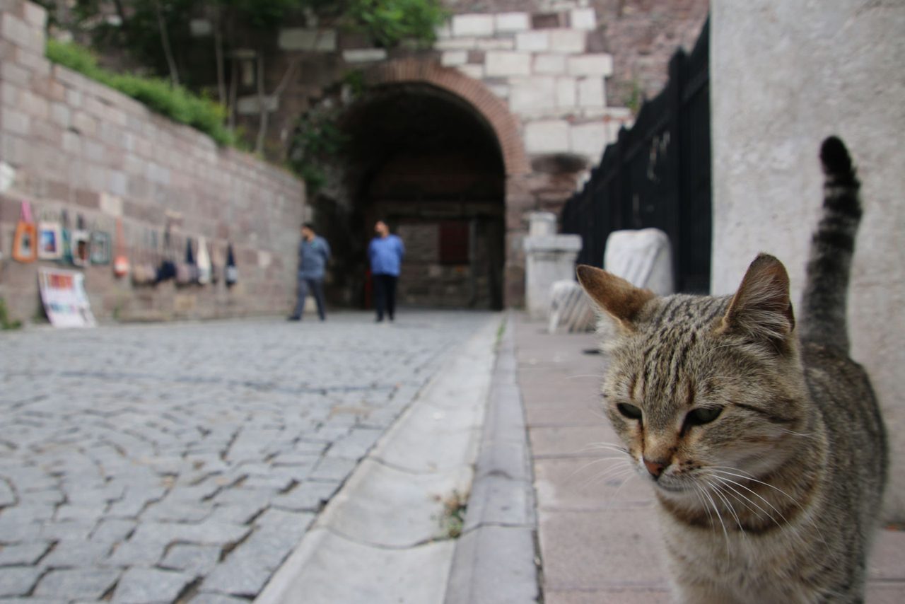 The Cat at Ankara Castle