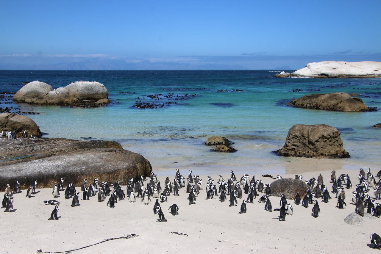 African Penguins / Boulders Beach