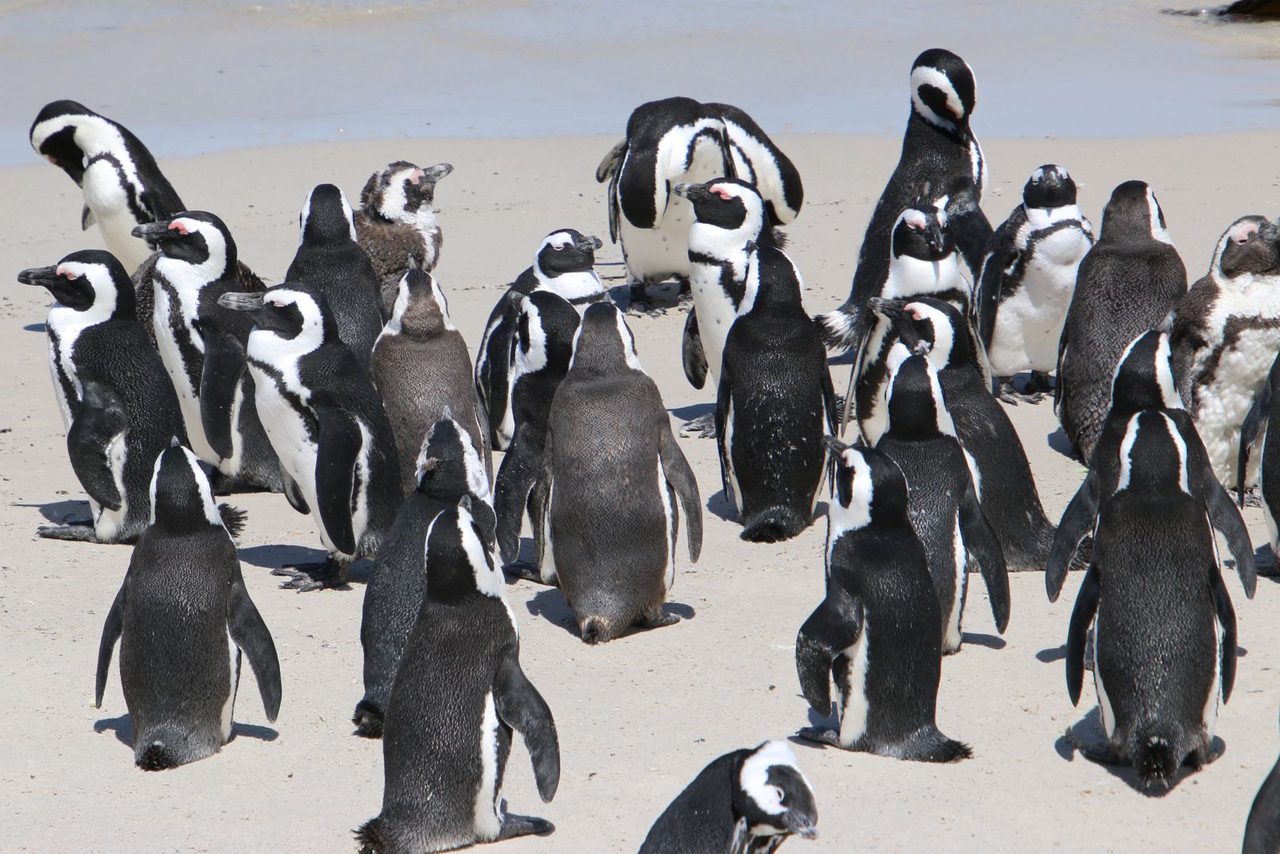 African Penguins / Boulders Beach