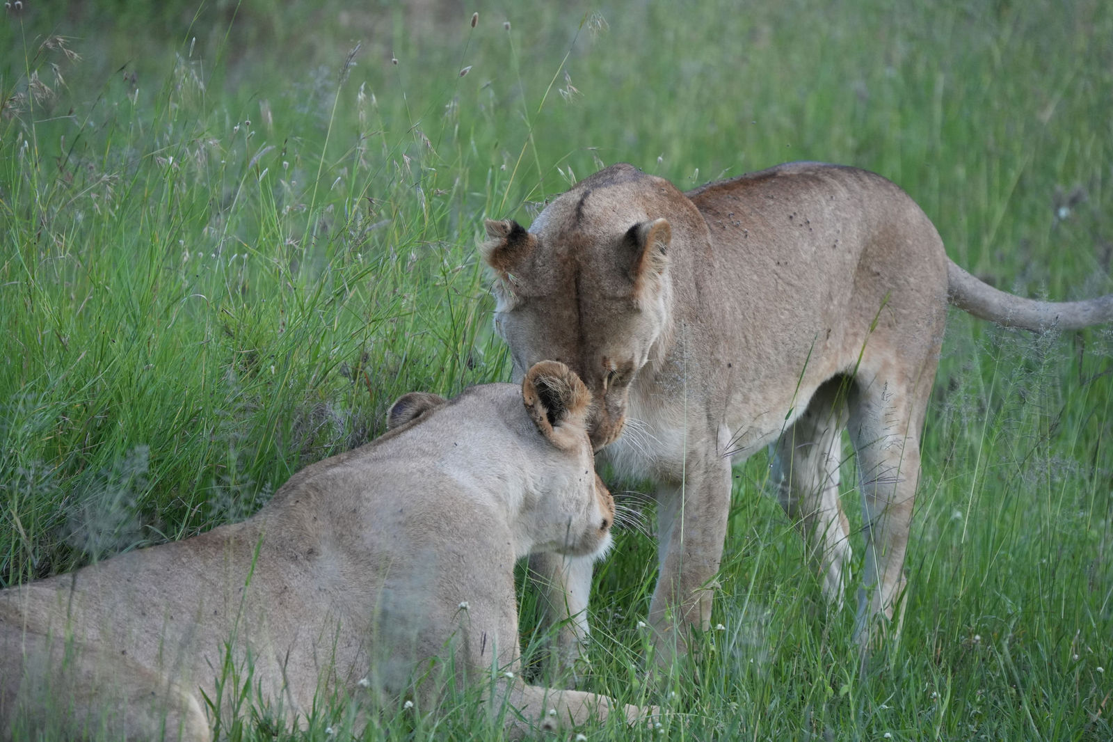 Lions