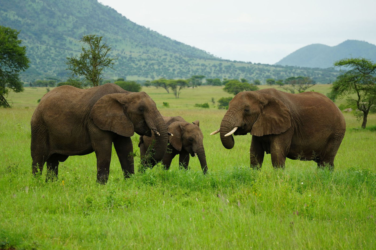 African Bush Elephants