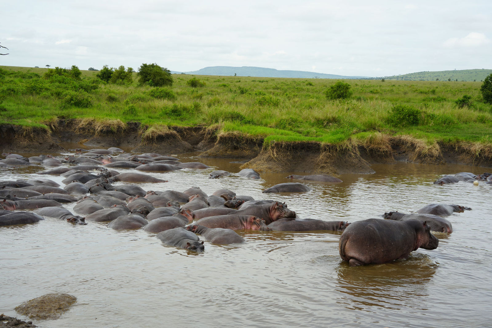 Hippo Pool
