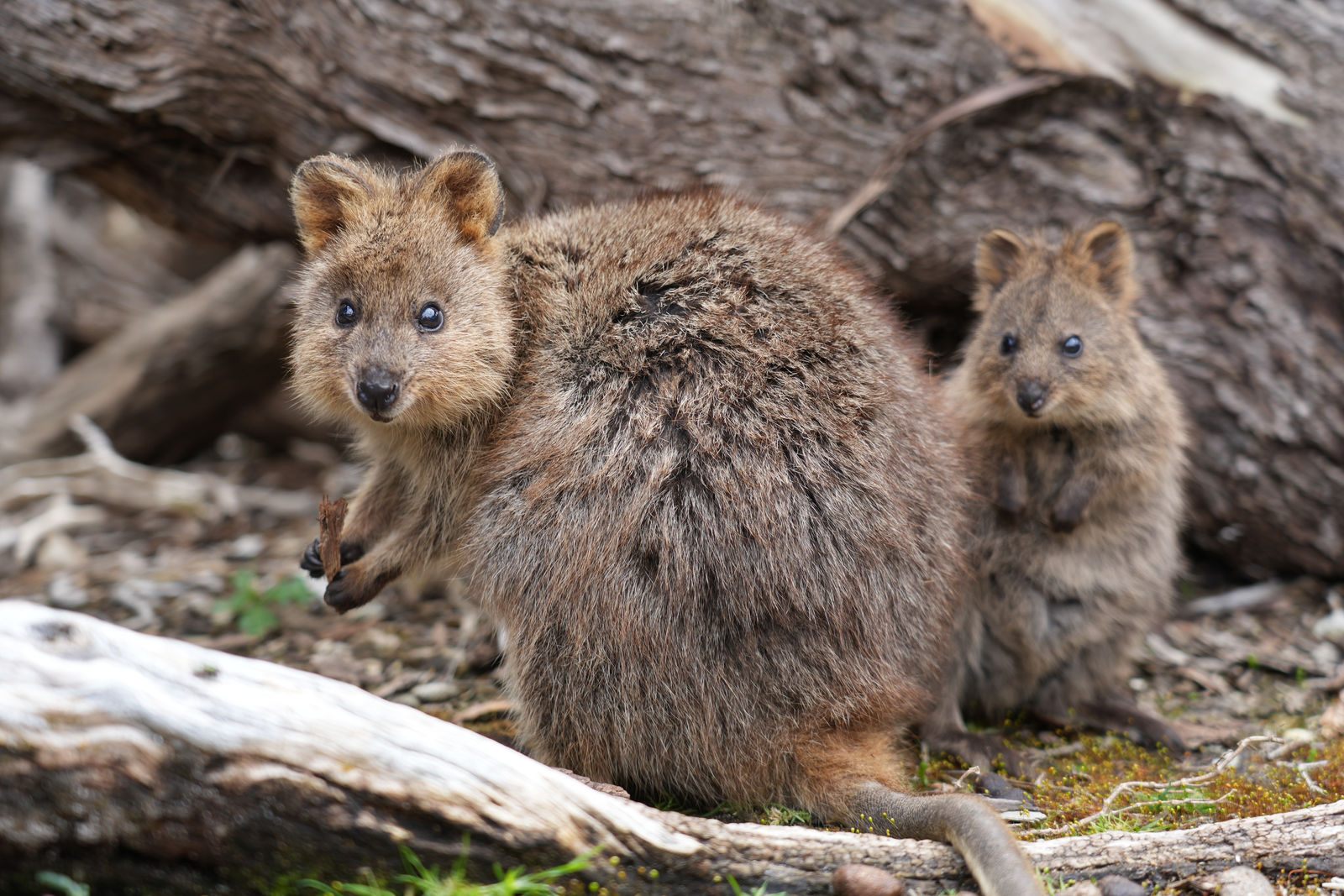Quokkas