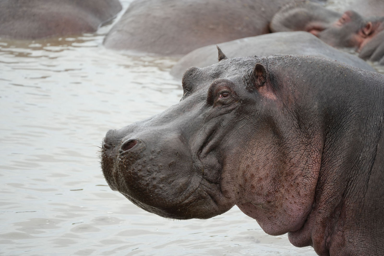 Hippopotamus