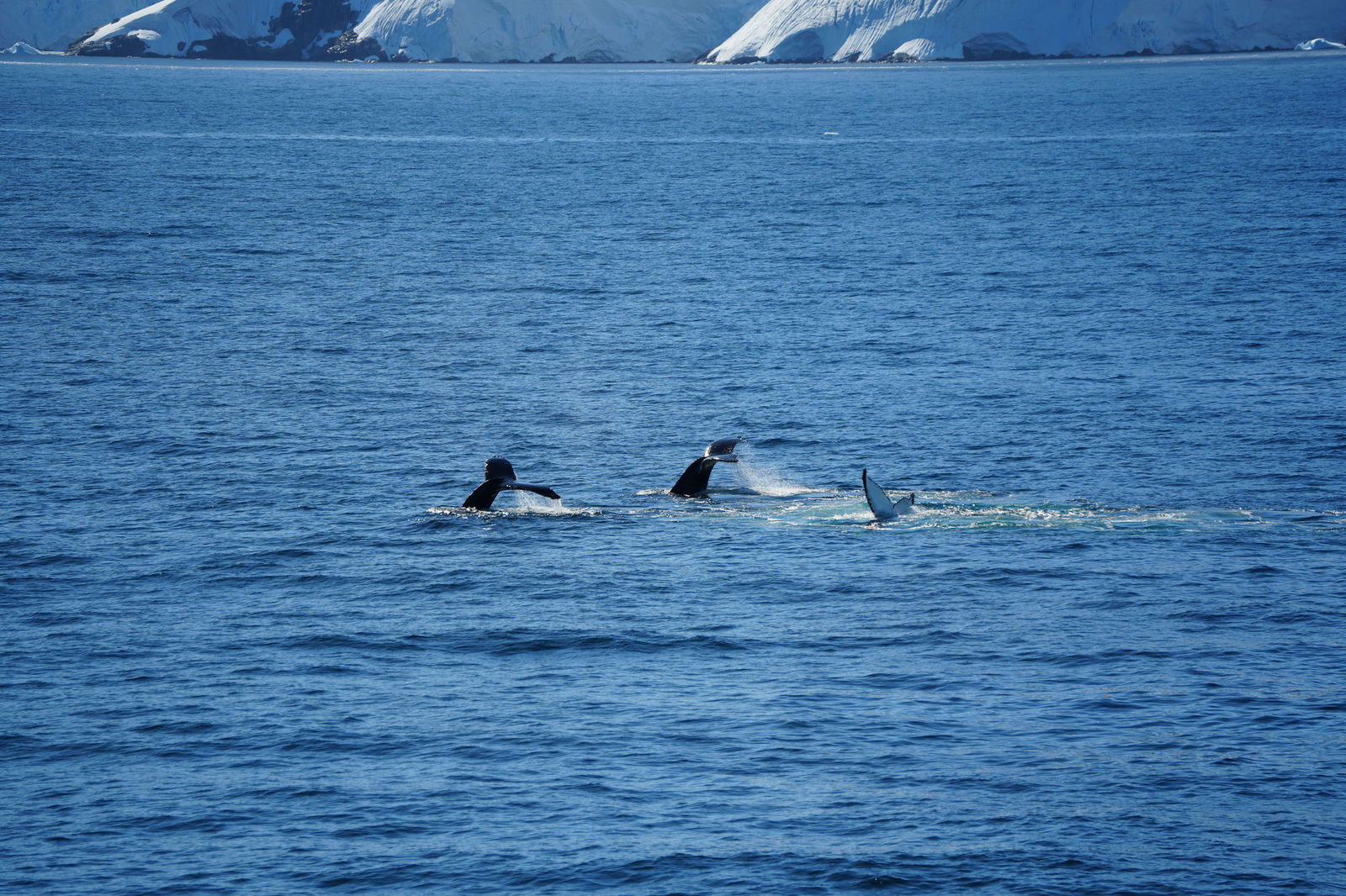 Humpback Whales