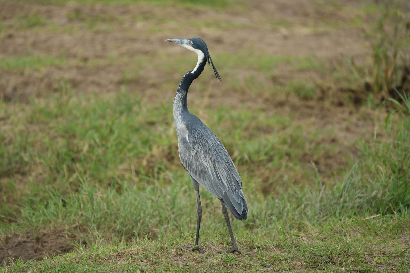 Black-Headed Heron