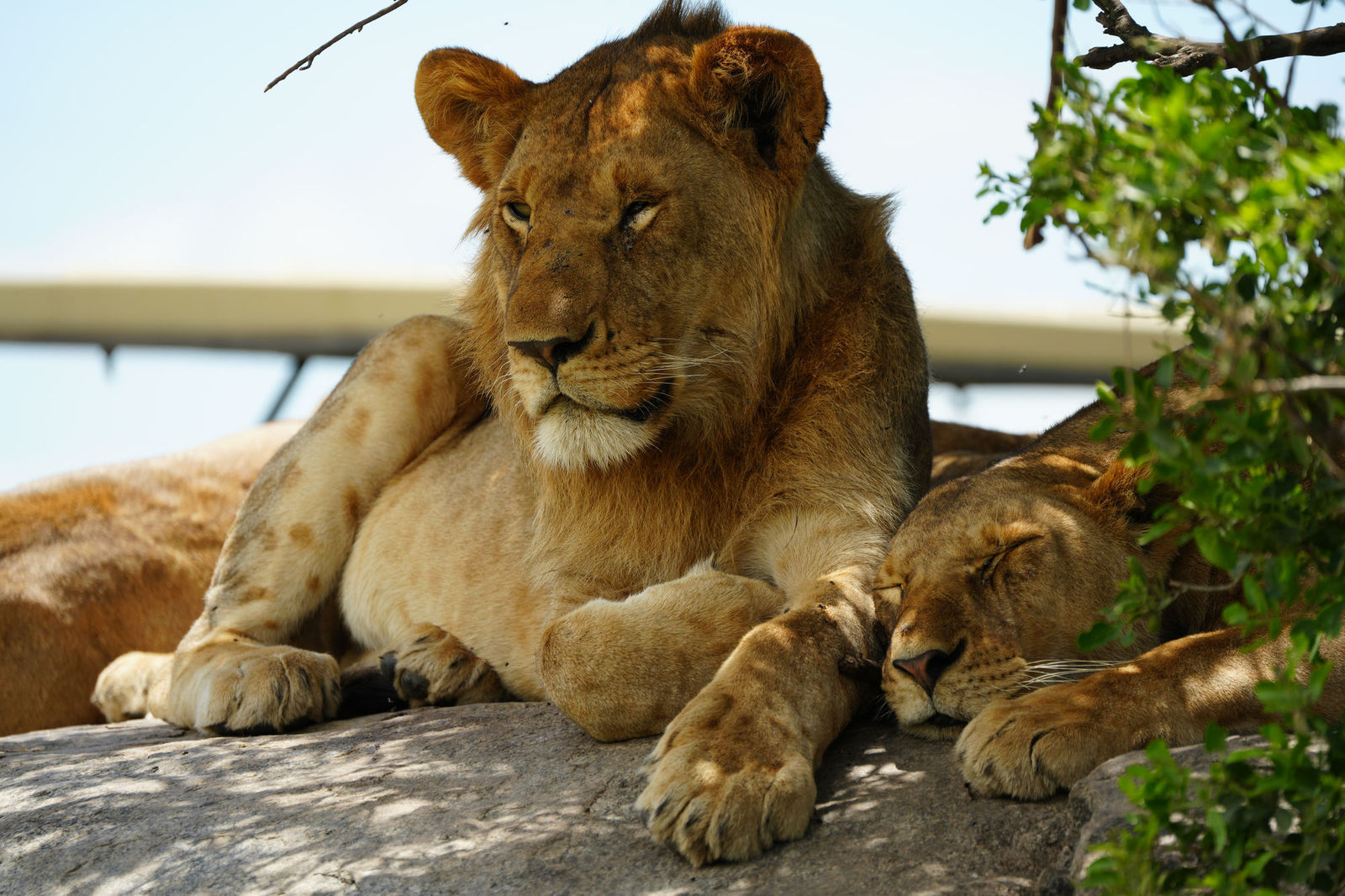 Lions