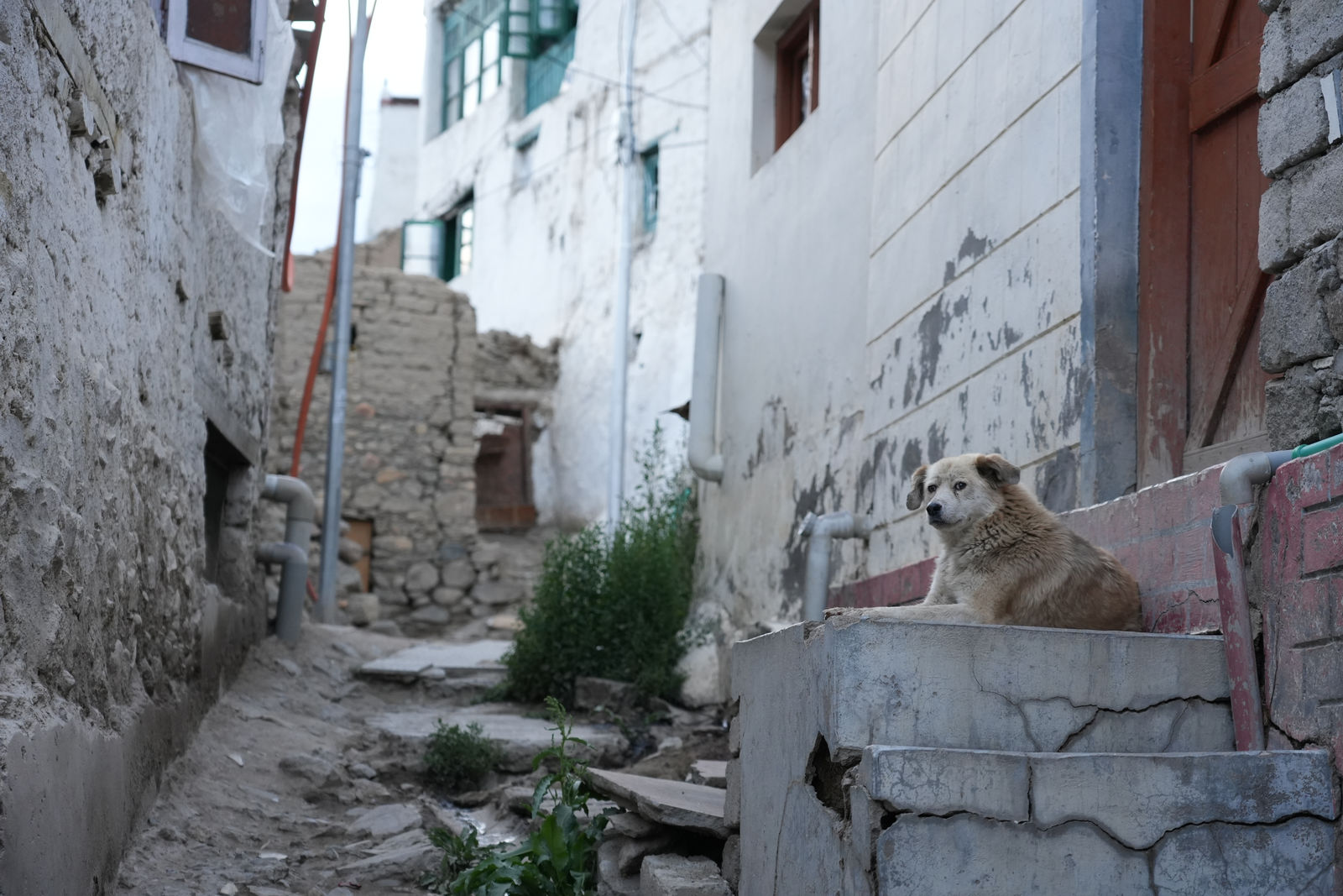 Leh