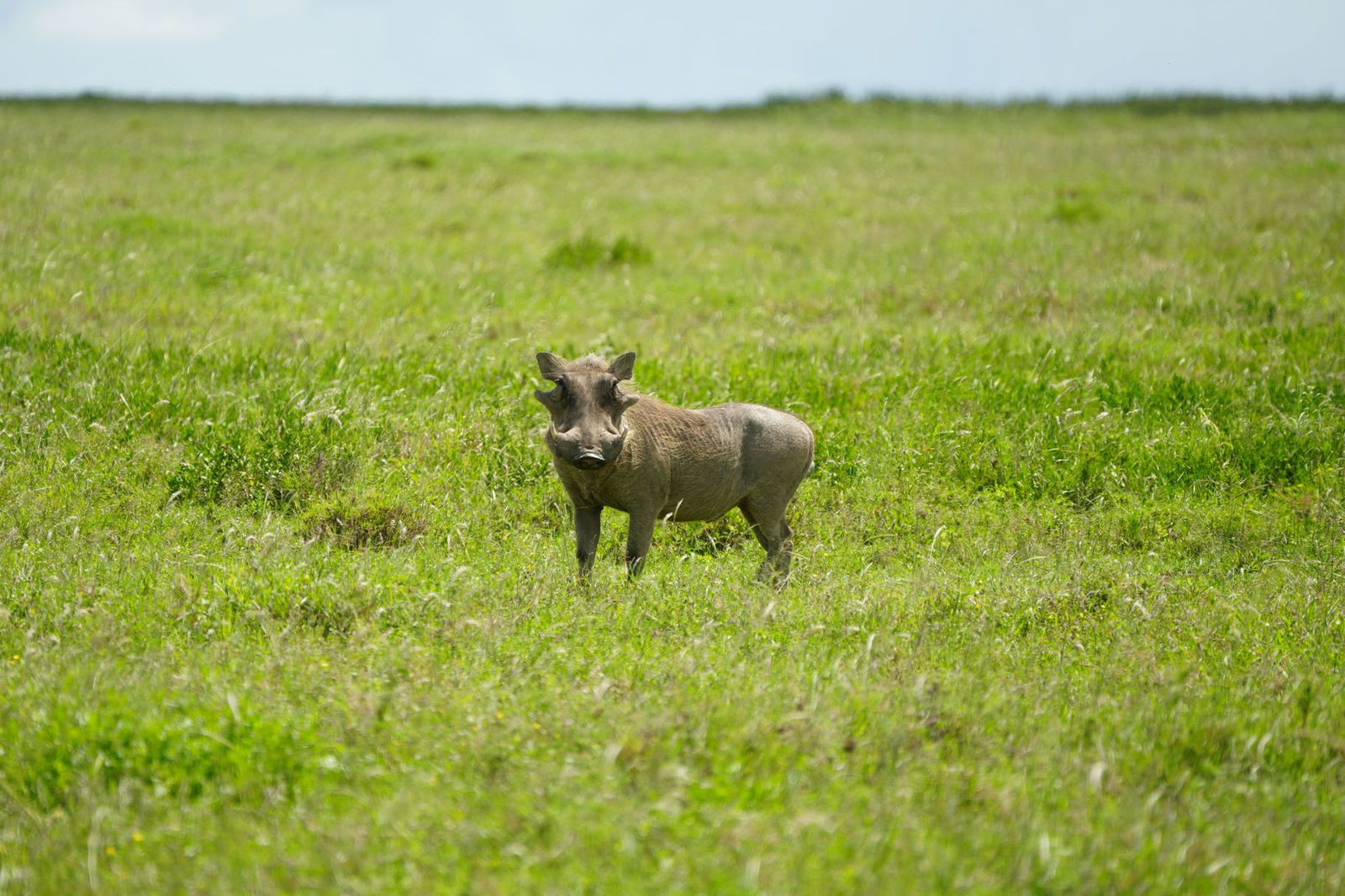 Common Warthog（Pumbaa）