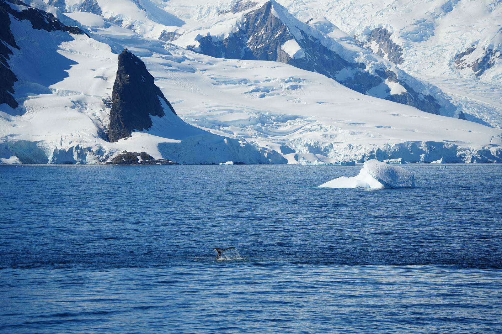 Humpback Whale