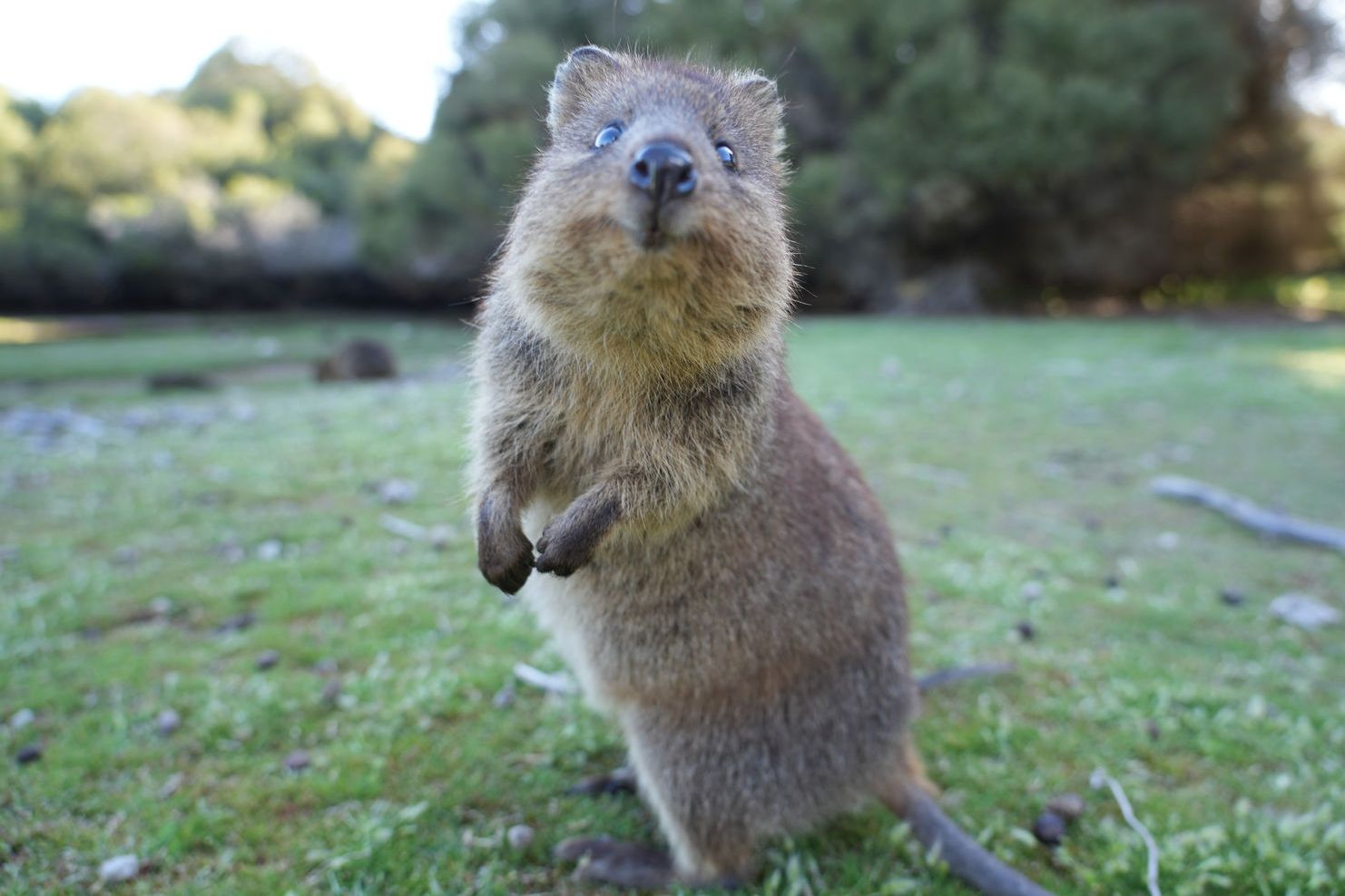 Rottnest Island