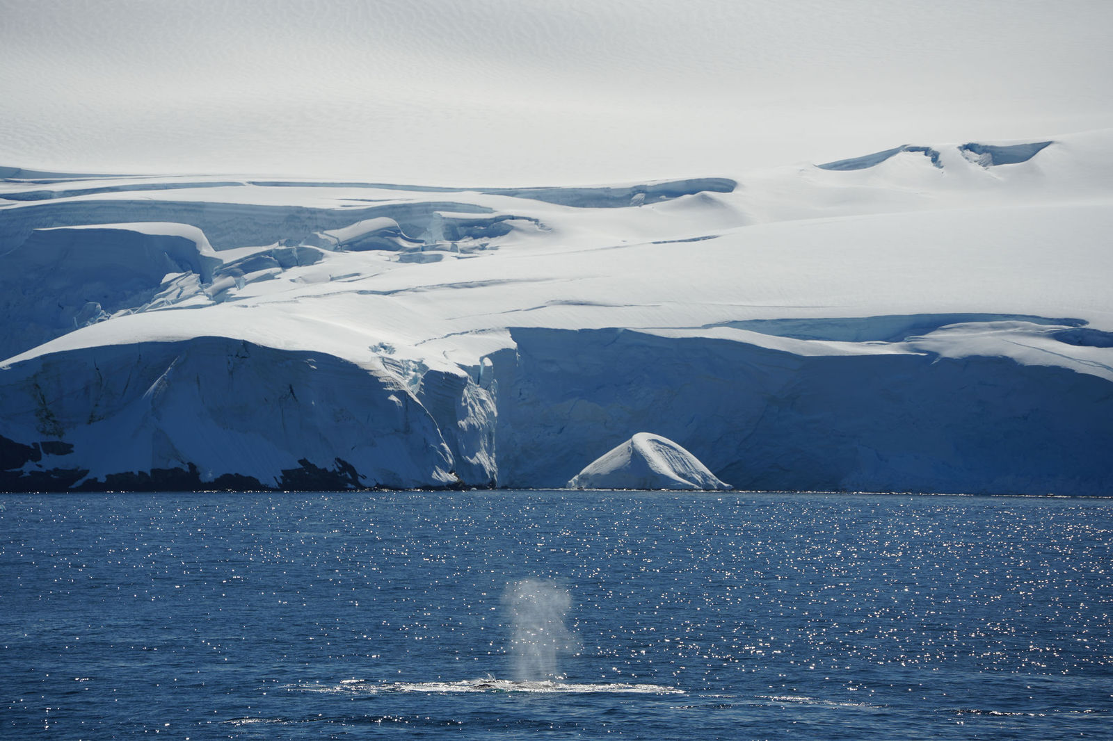 Humpback Whale