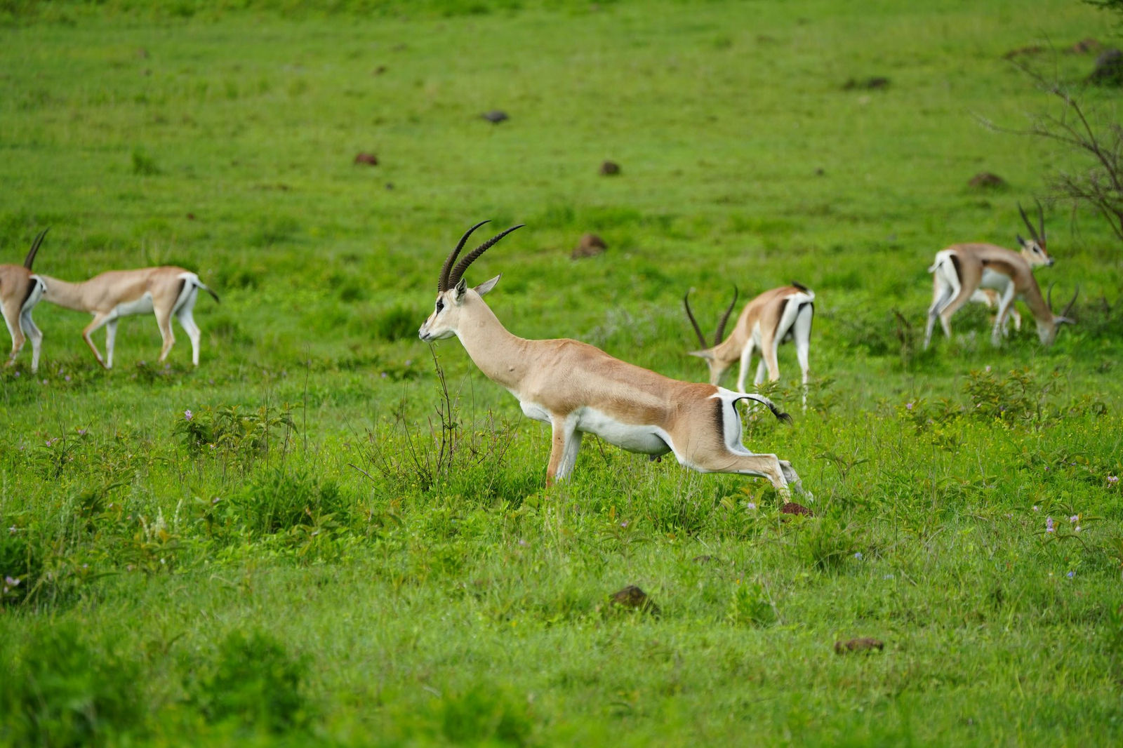Thomson's Gazelles