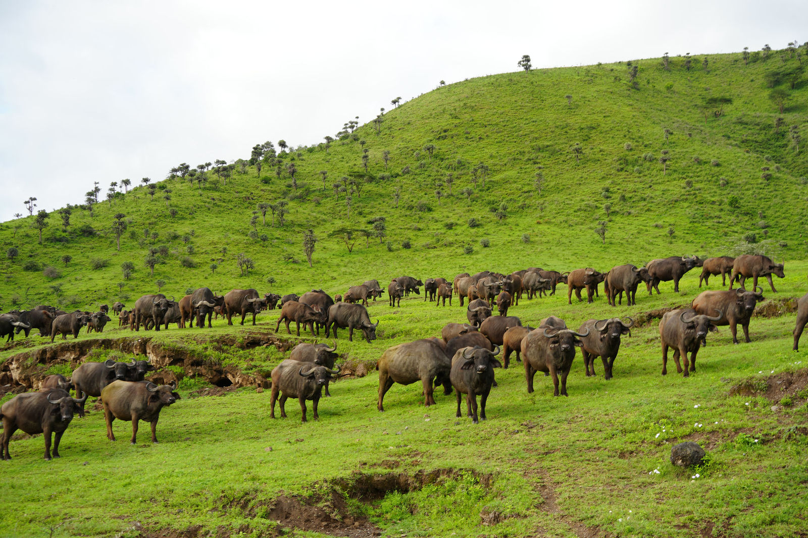 African Buffaloes