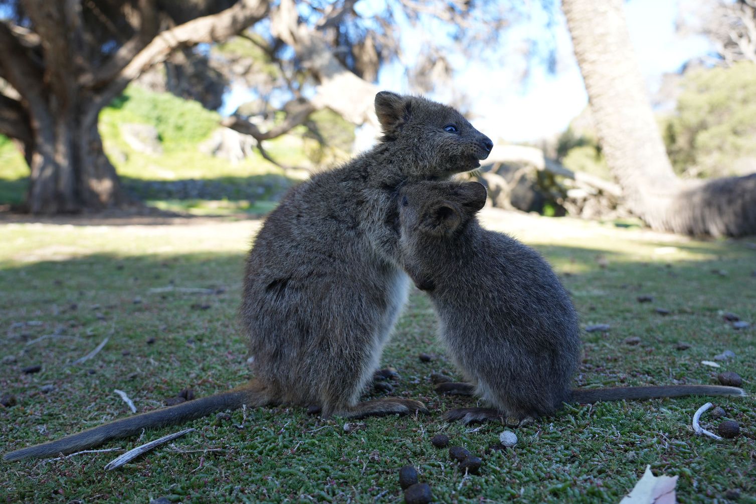 Quokka