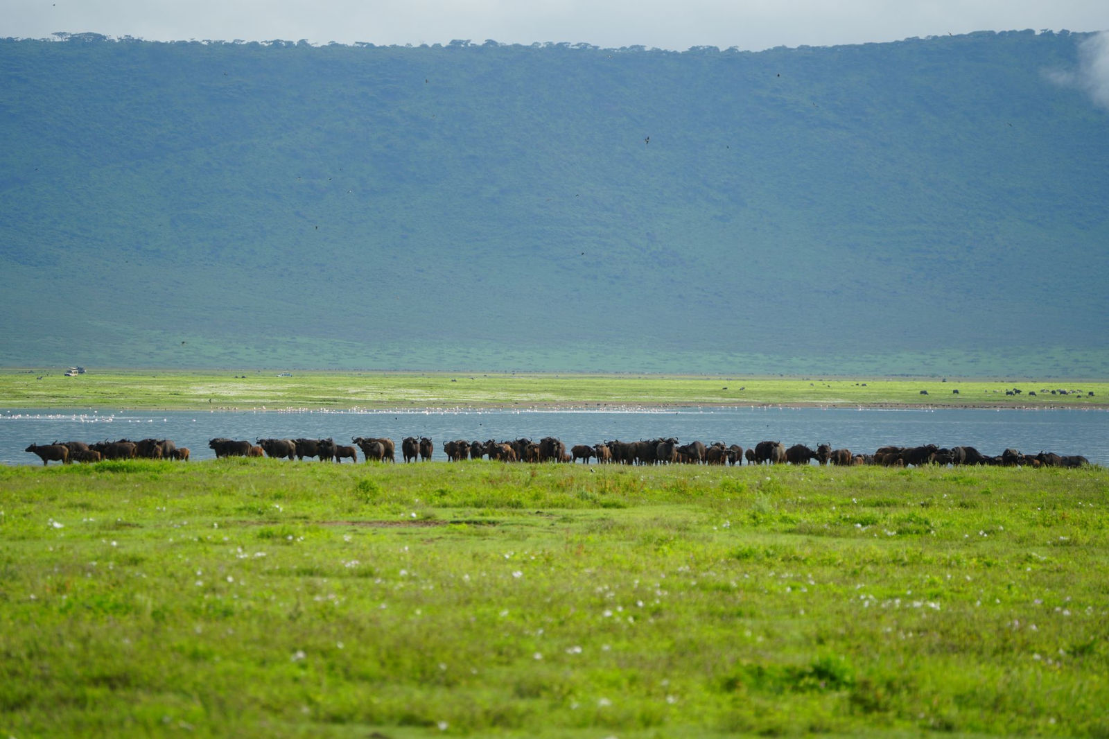 African Buffalos