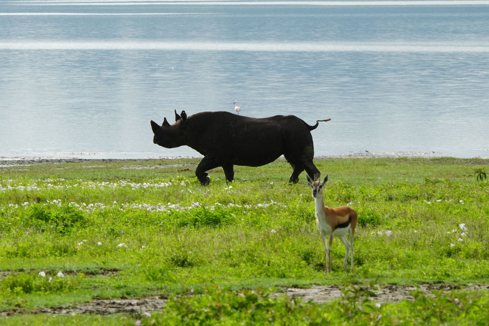 Black Rhinoceros