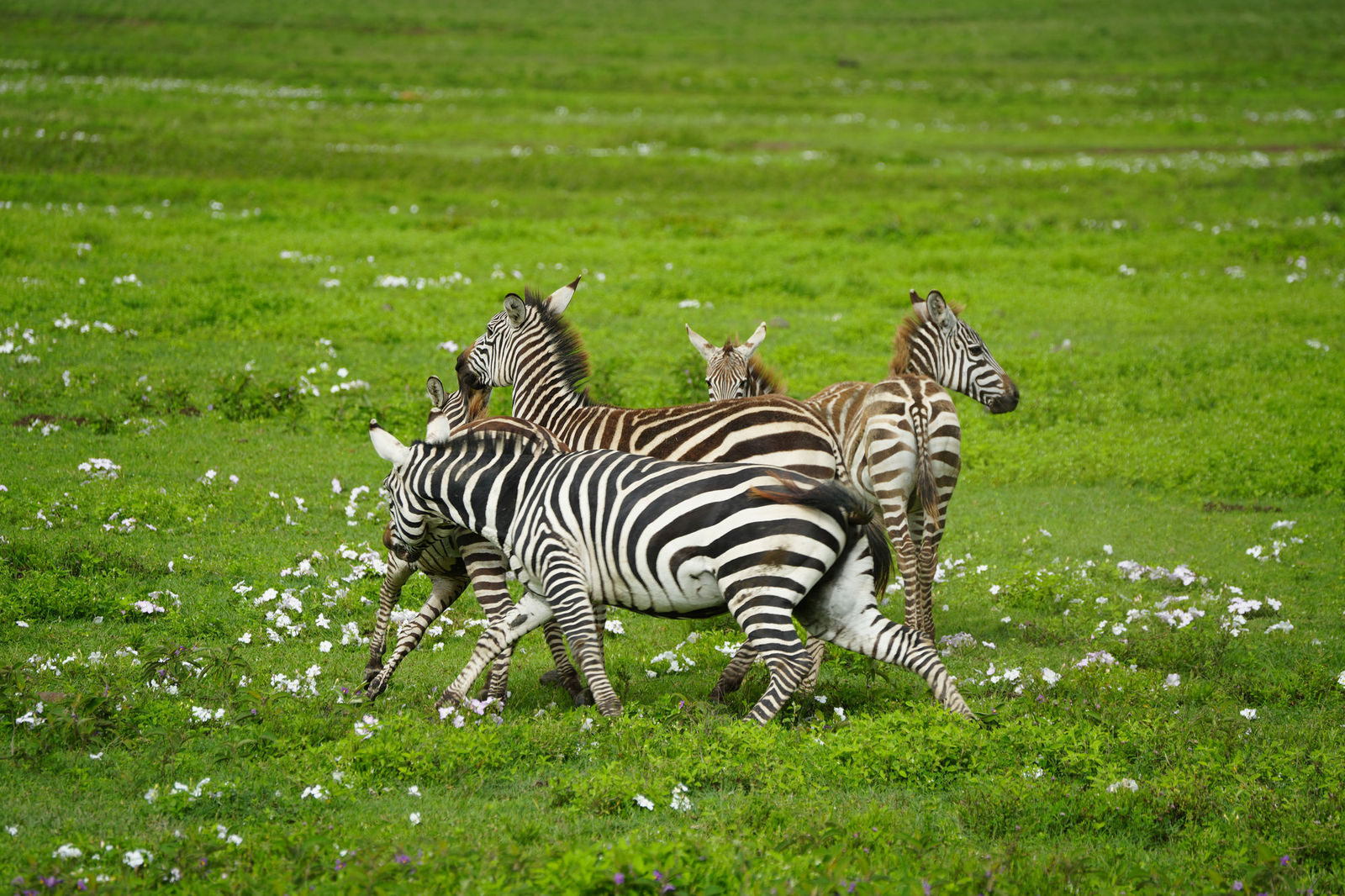 Plains Zebras