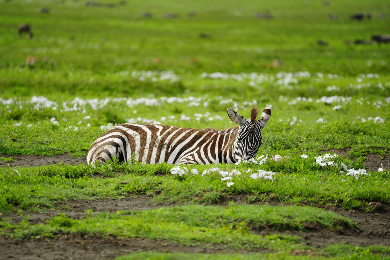 Grant's Zebra
