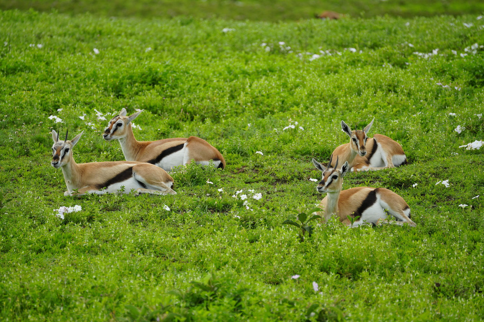 Thomson's Gazelles