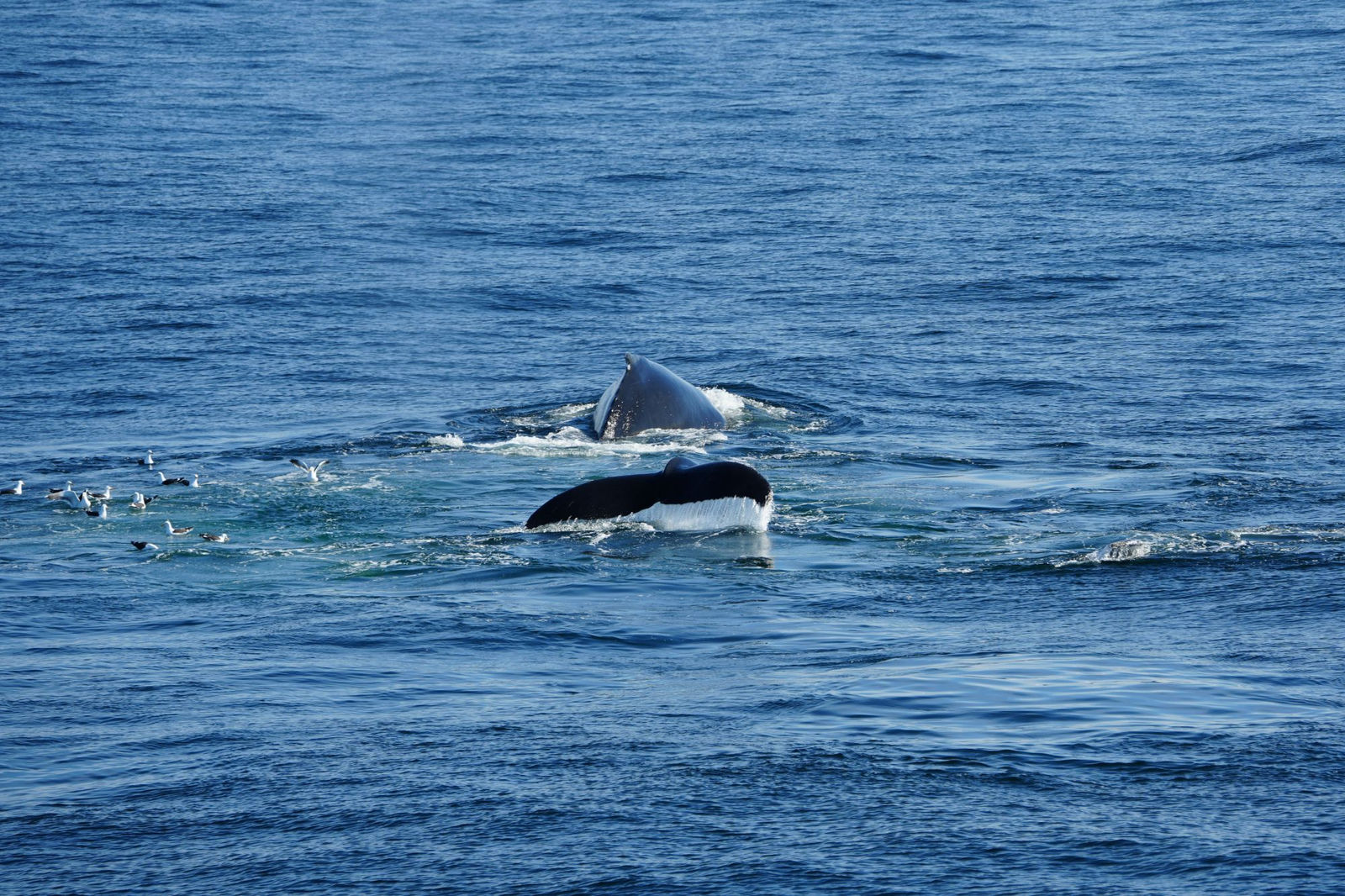 Humpback Whale