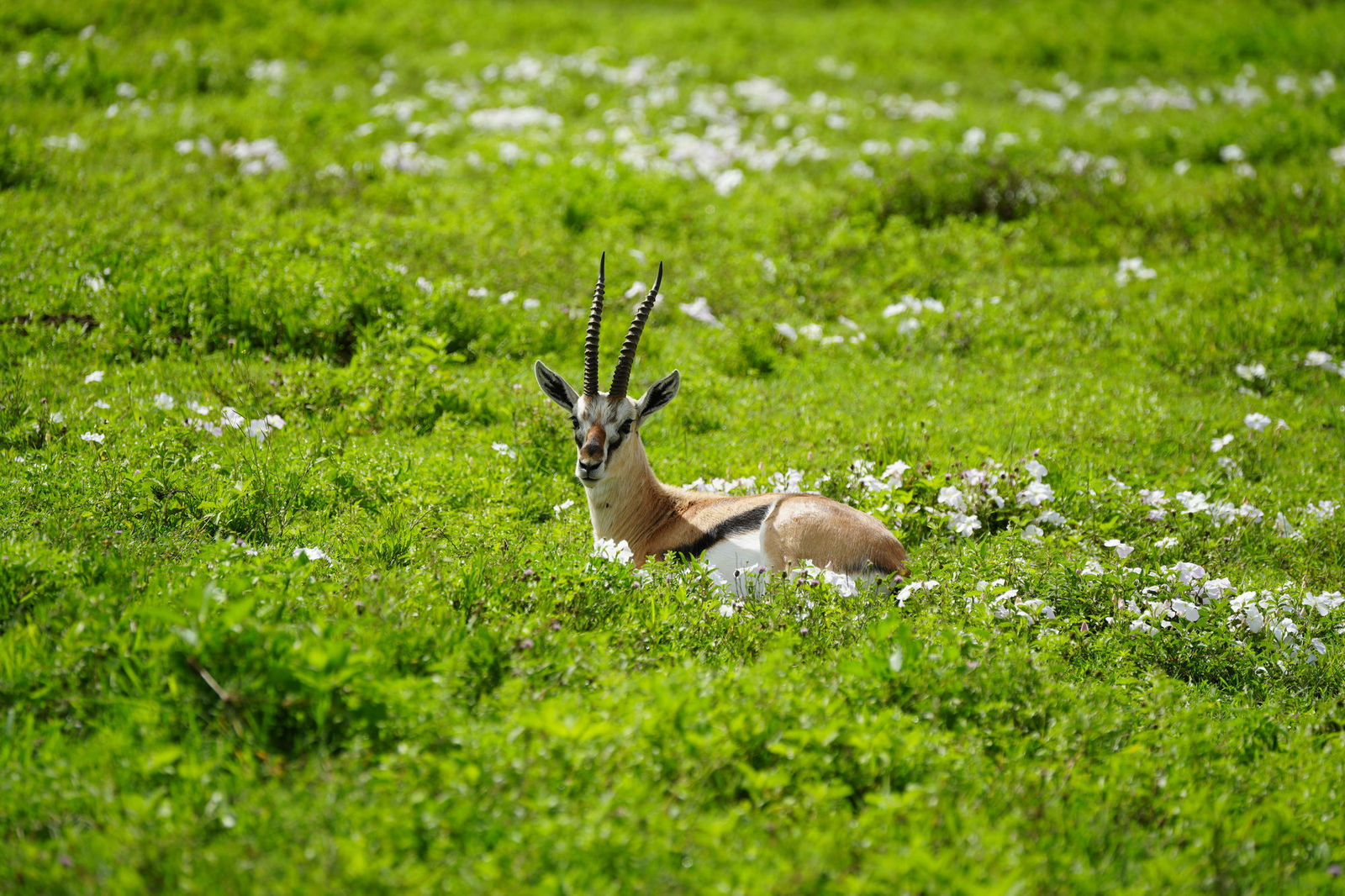 Thomson's Gazelle