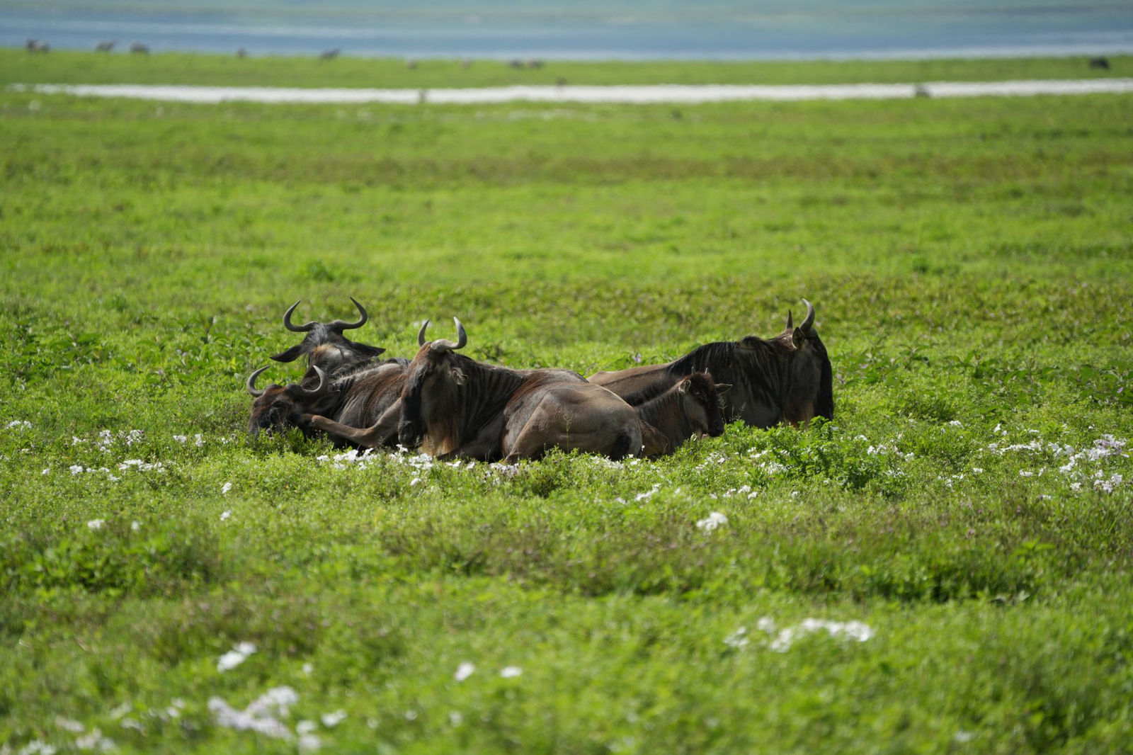 Blue wildebeest