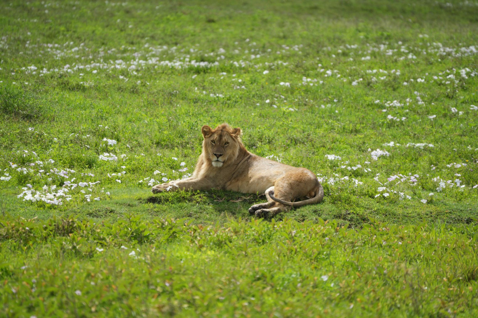Lion