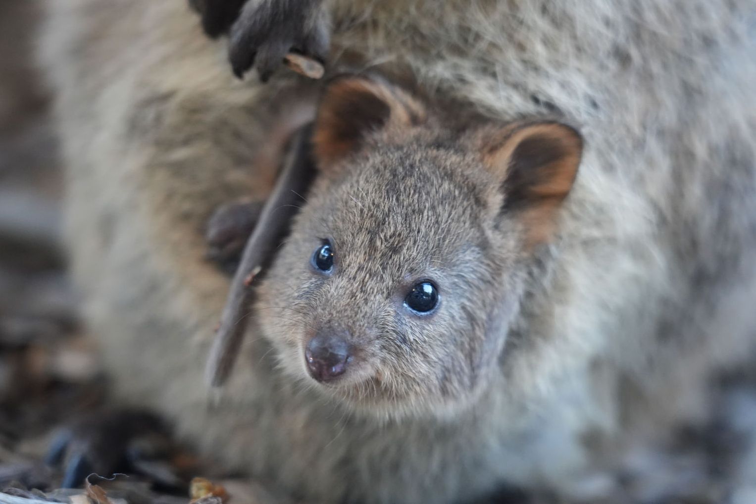 Quokka