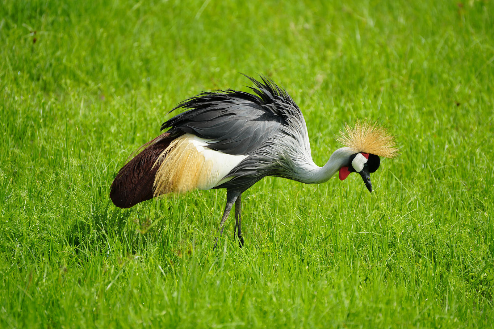 Gray Crowned Crane
