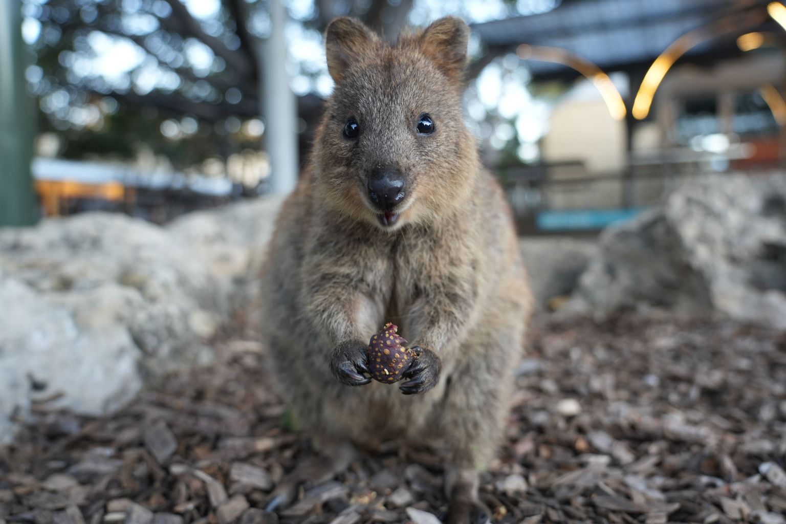 Quokka