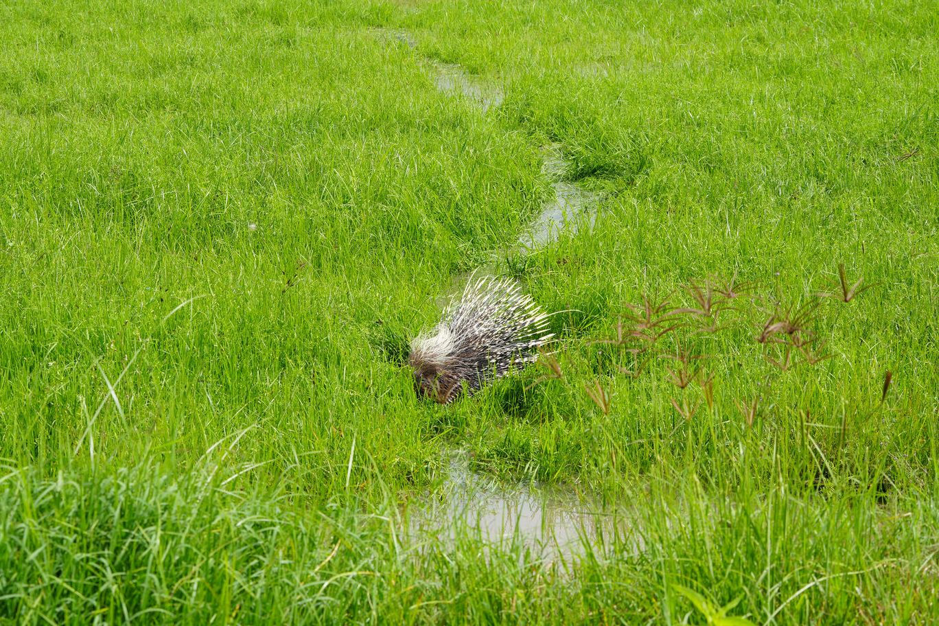 Crested Porcupine