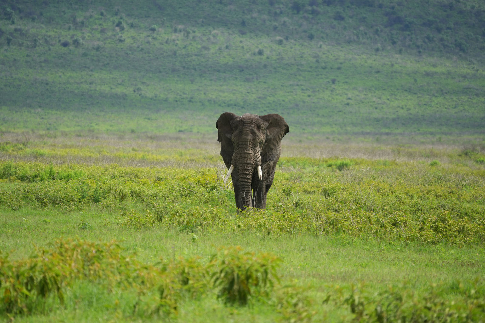 African Elephant