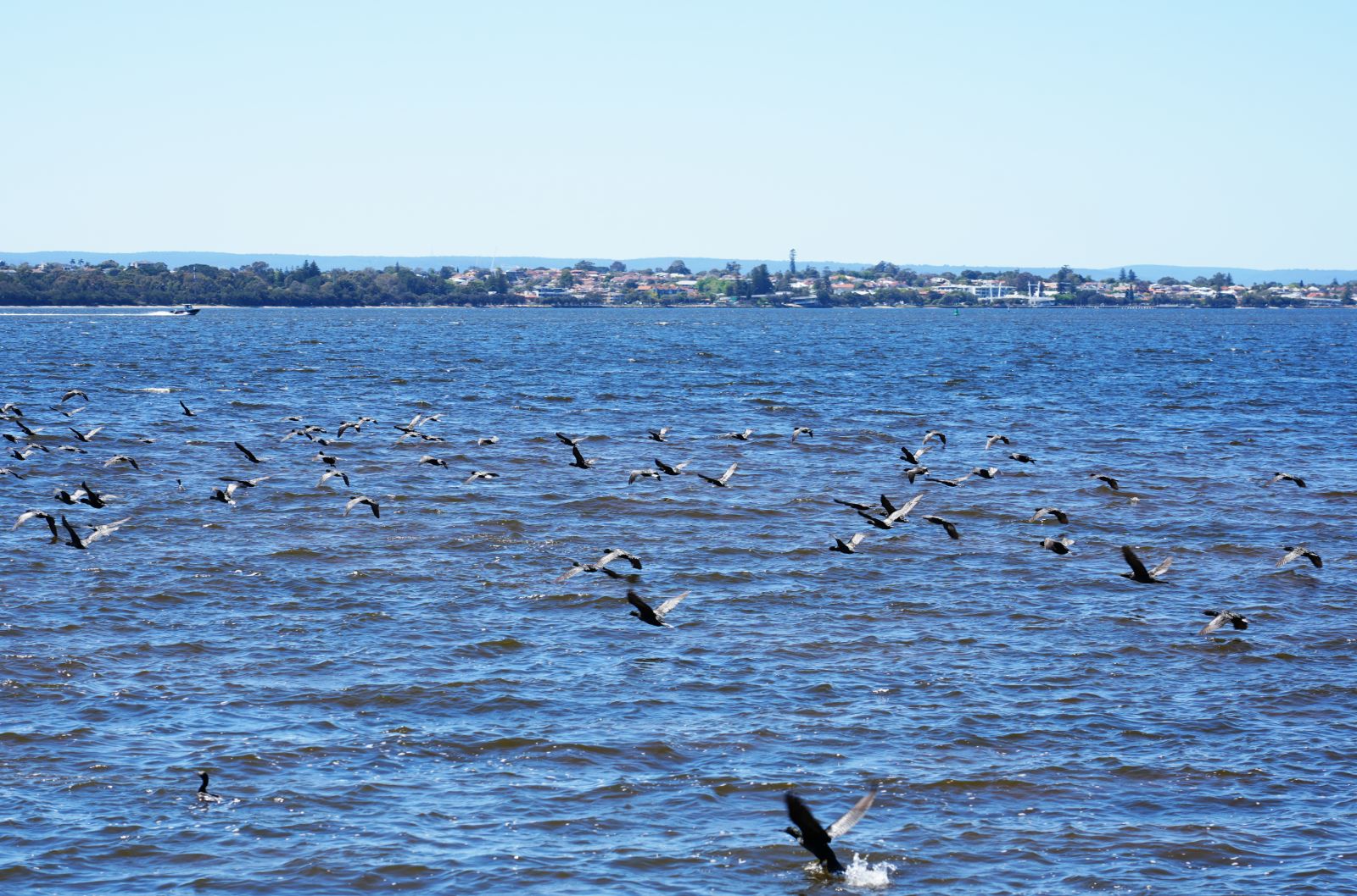 Flock of cormorants